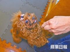 https://walkdog.com.hk/wp-content/uploads/2018/12/5_medium-240x180.jpg